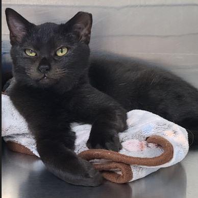 Enlarge Donny Darko, a Adoptable Domestic Short Hair in Russellville, KY image 1/1