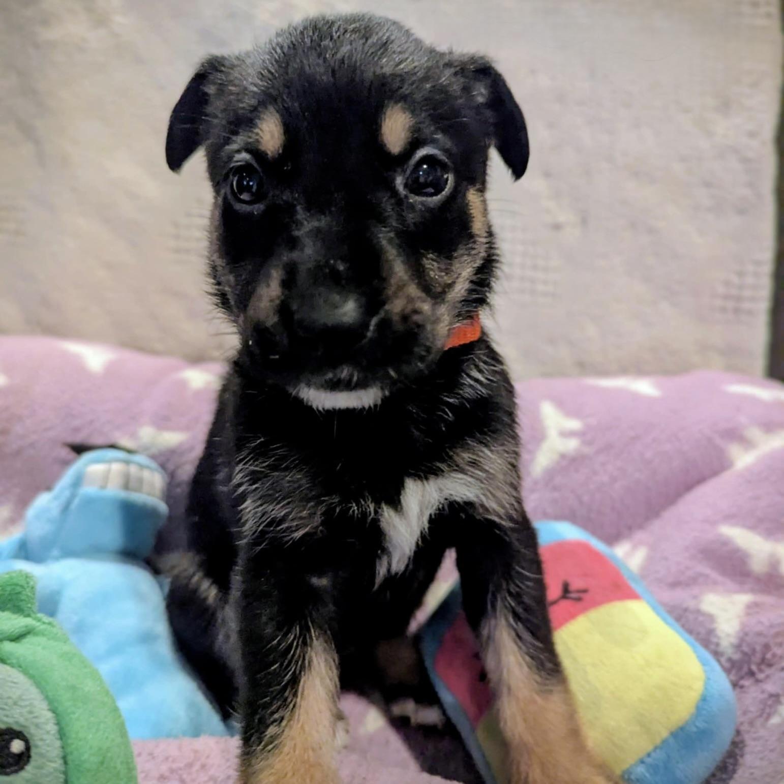 Ginger (20251022-10)