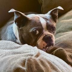 Violet in MO, a ADOPTABLE Boston Terrier in Kansas City, MO image 1/3