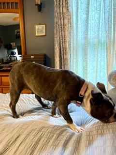 Violet in MO, a ADOPTABLE Boston Terrier in Kansas City, MO image 3/3