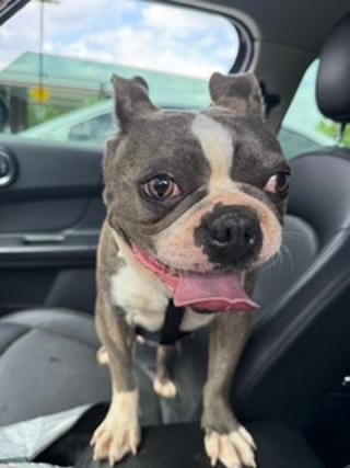 Violet in MO, a ADOPTABLE Boston Terrier in Kansas City, MO image 2/3