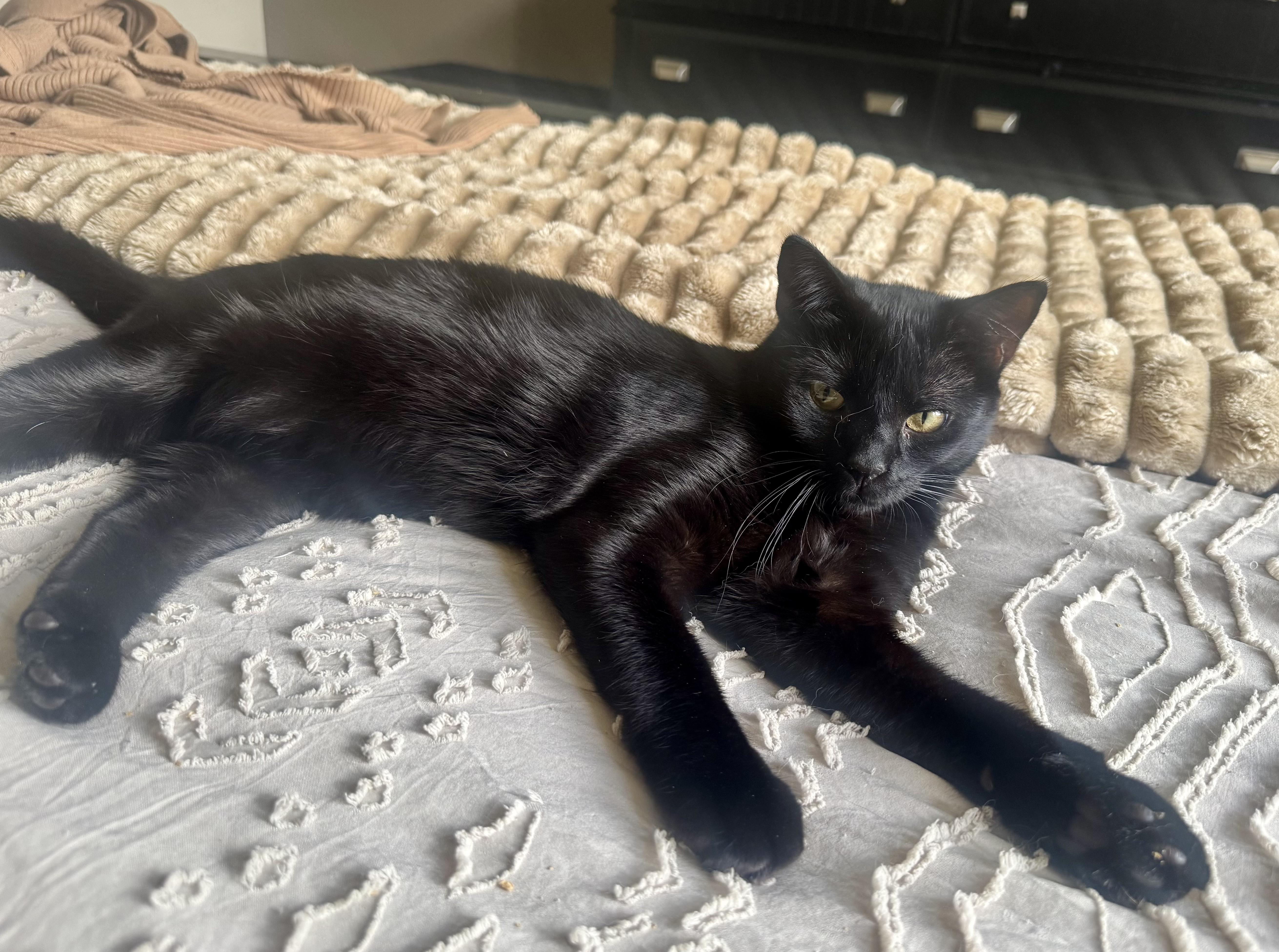 Expresso, Adoptable, Kitten Female Domestic Short Hair.