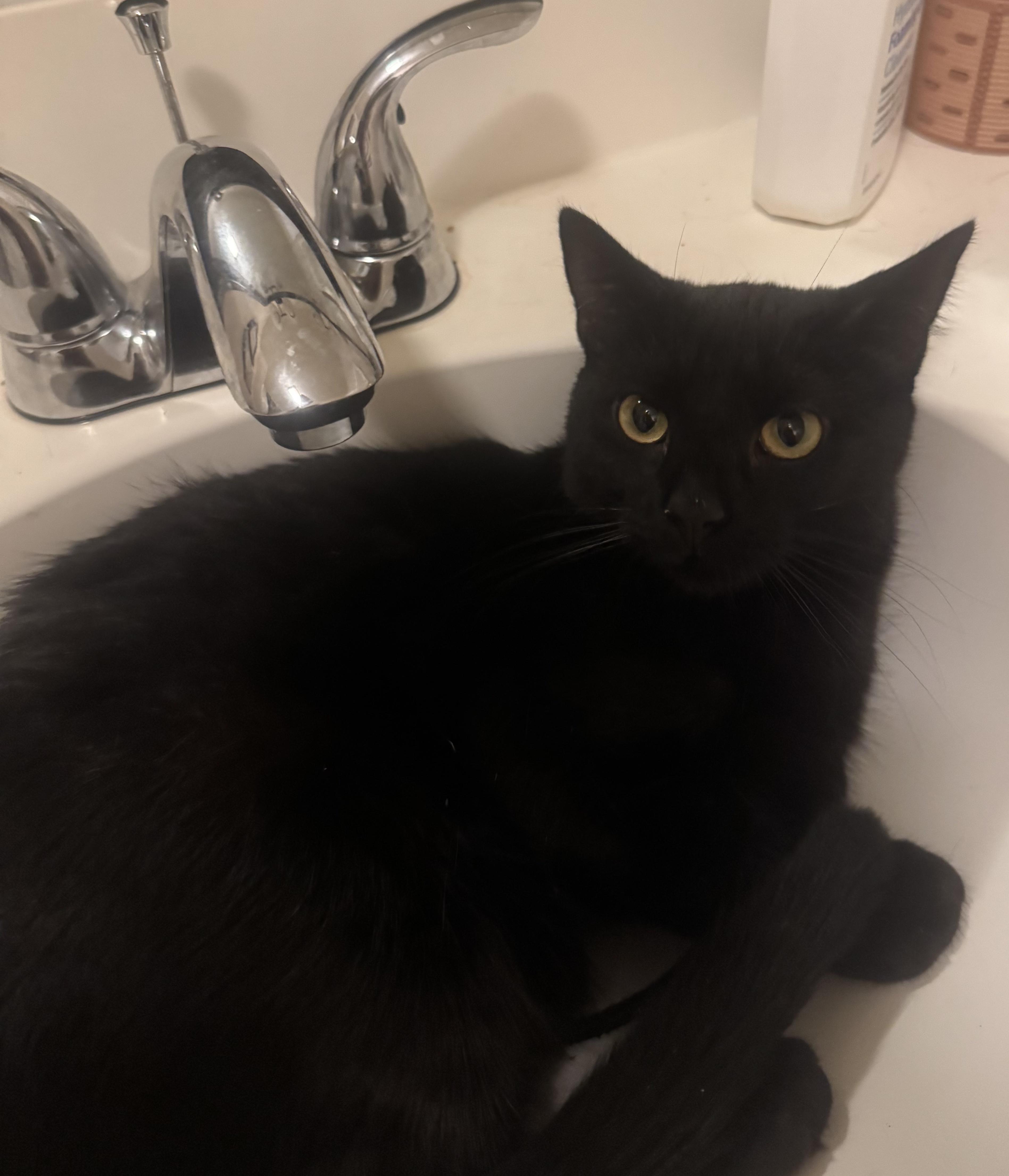 Enlarge Expresso, a Adoptable Domestic Short Hair in Galloway, NJ image 5/5