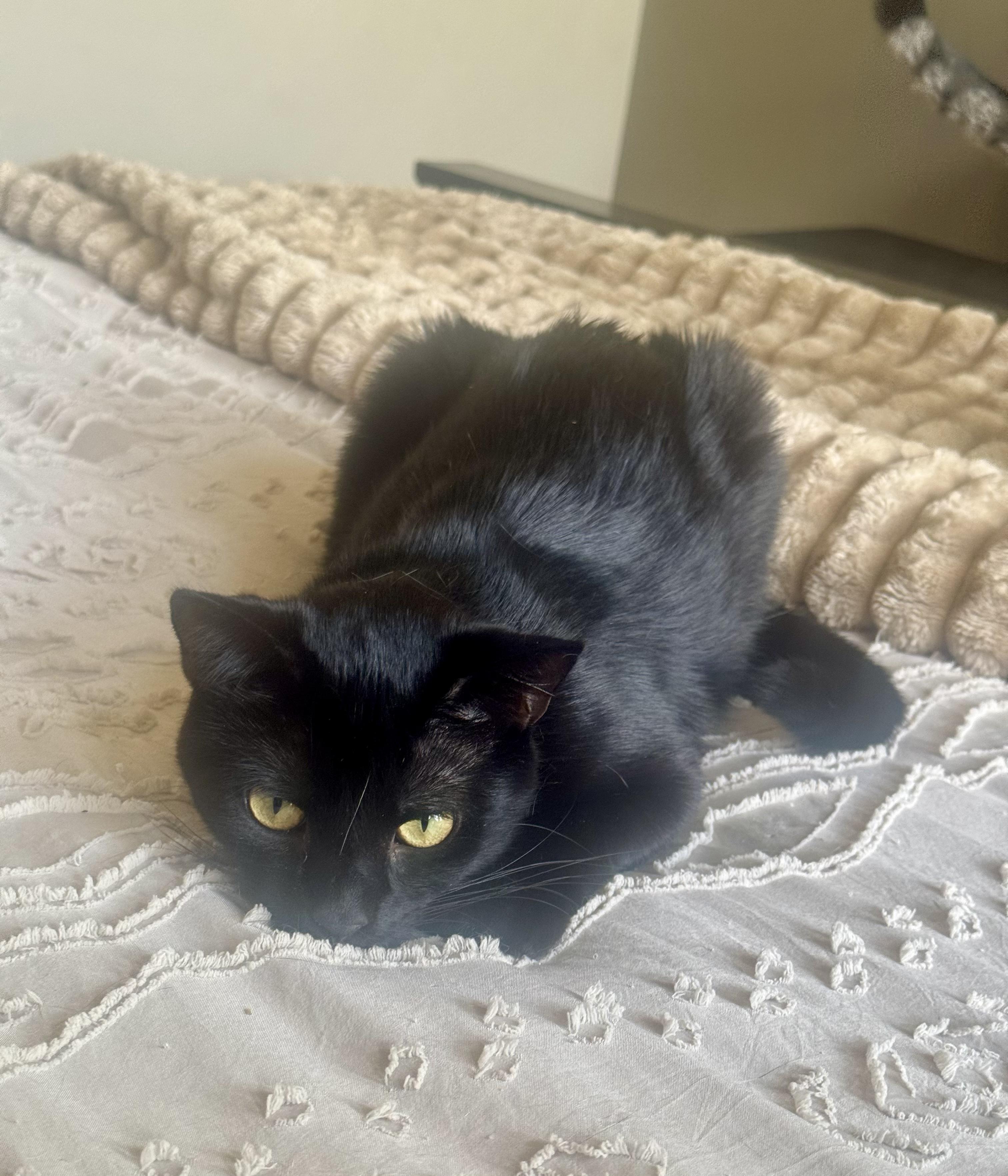 Enlarge Expresso, a Adoptable Domestic Short Hair in Galloway, NJ image 3/5