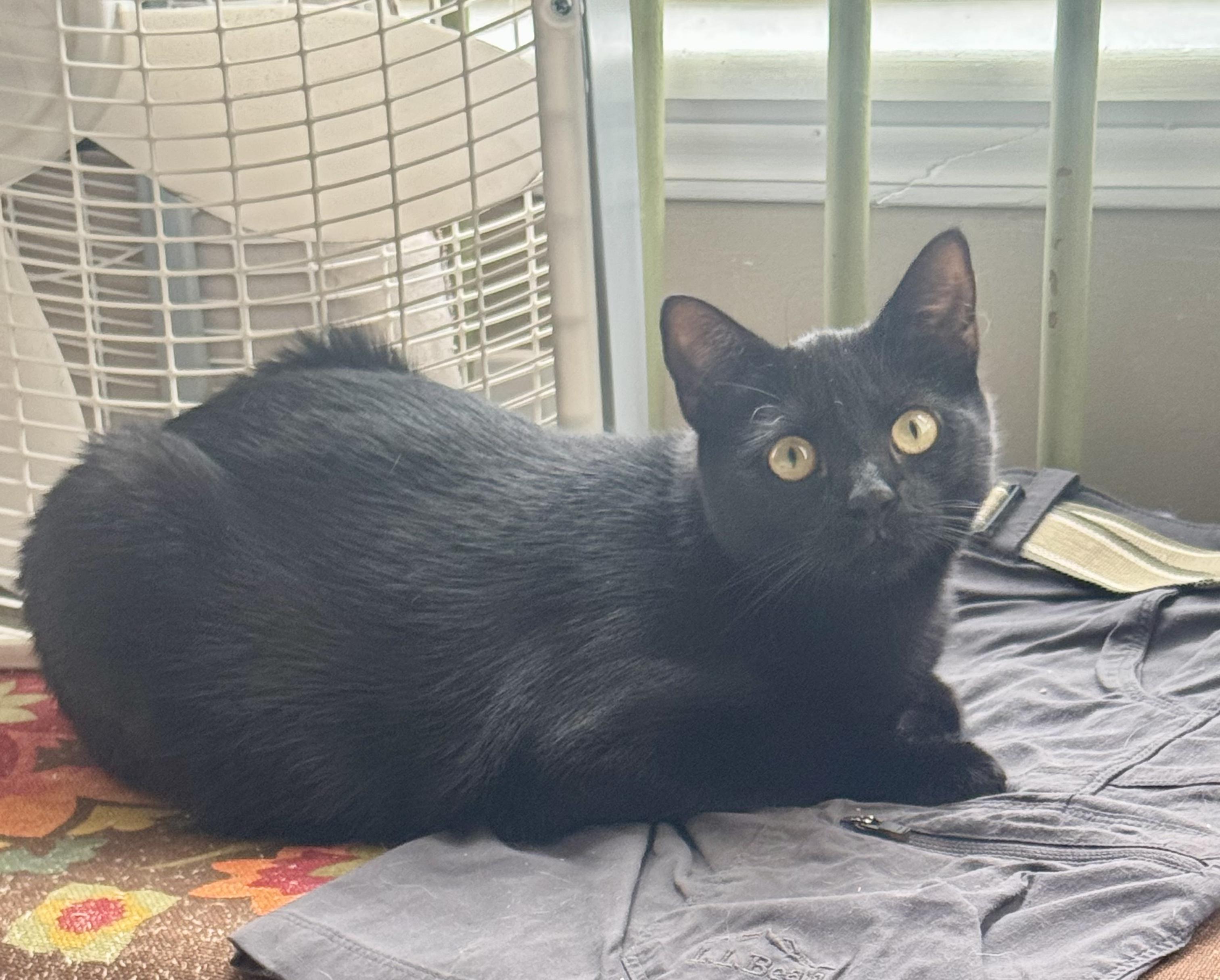Enlarge Expresso, a Adoptable Domestic Short Hair in Galloway, NJ image 4/5