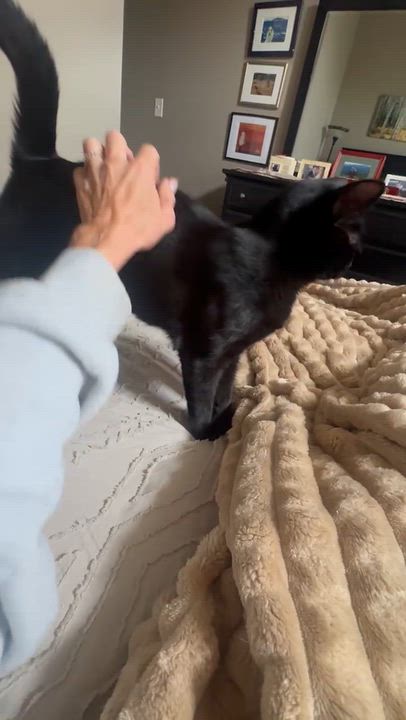 Enlarge Expresso, a Adoptable Domestic Short Hair in Galloway, NJ video 2/5