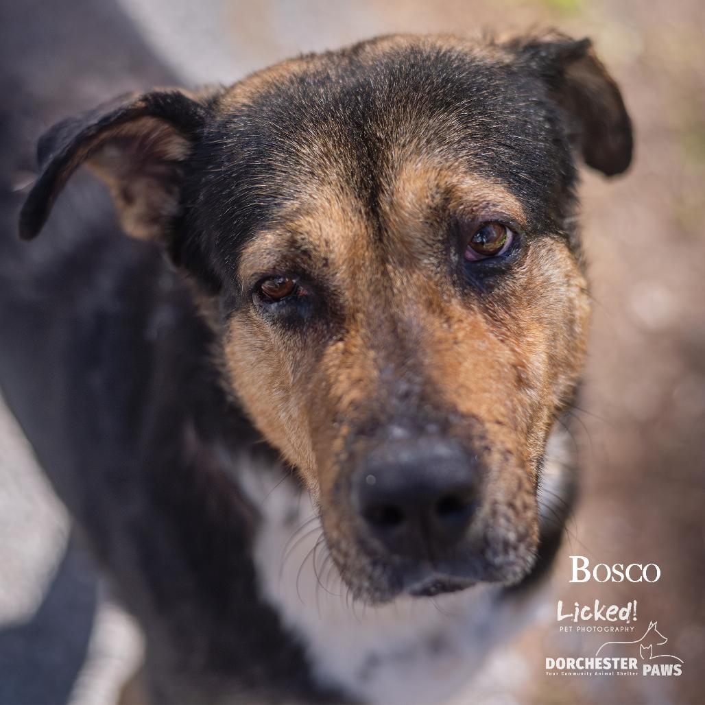 Bosco @ Foster, a Adoptable Mixed Breed image 1/4