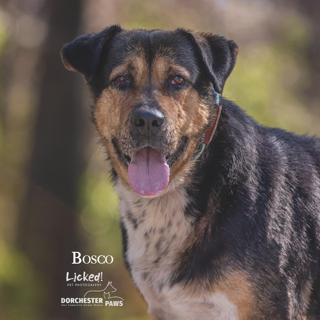 Bosco @ Foster, a Adoptable Mixed Breed image 2/4