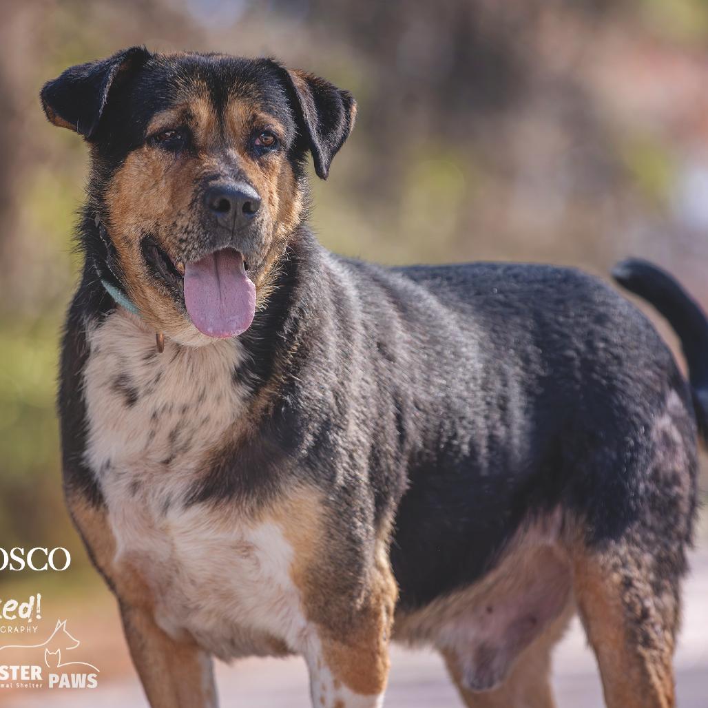 Bosco @ Foster, a Adoptable Mixed Breed image 4/4