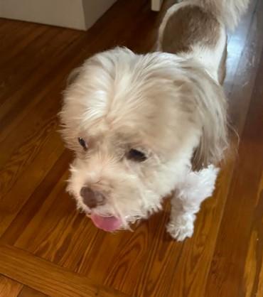 Denver, a Adopted Shih Tzu in St Petersburg, FL image 2/4