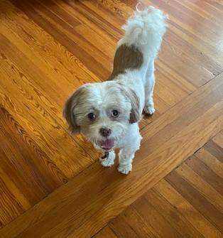 Denver, a Adopted Shih Tzu in St Petersburg, FL image 1/4