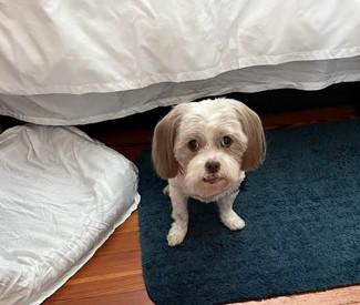 Denver, a Adopted Shih Tzu in St Petersburg, FL image 3/4