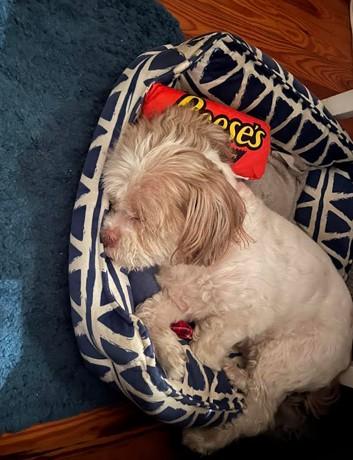 Denver, a Adopted Shih Tzu in St Petersburg, FL image 4/4