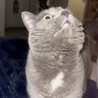 Enlarge Lola, a Adoptable Domestic Short Hair in Braintree, MA image 3/4