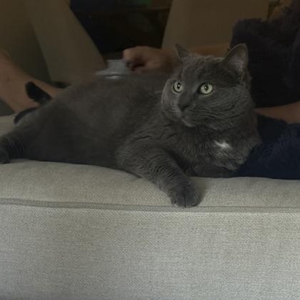 Enlarge Lola, a Adoptable Domestic Short Hair in Braintree, MA image 4/4