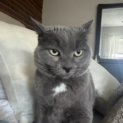 Enlarge Lola, a Adoptable Domestic Short Hair in Braintree, MA image 2/4