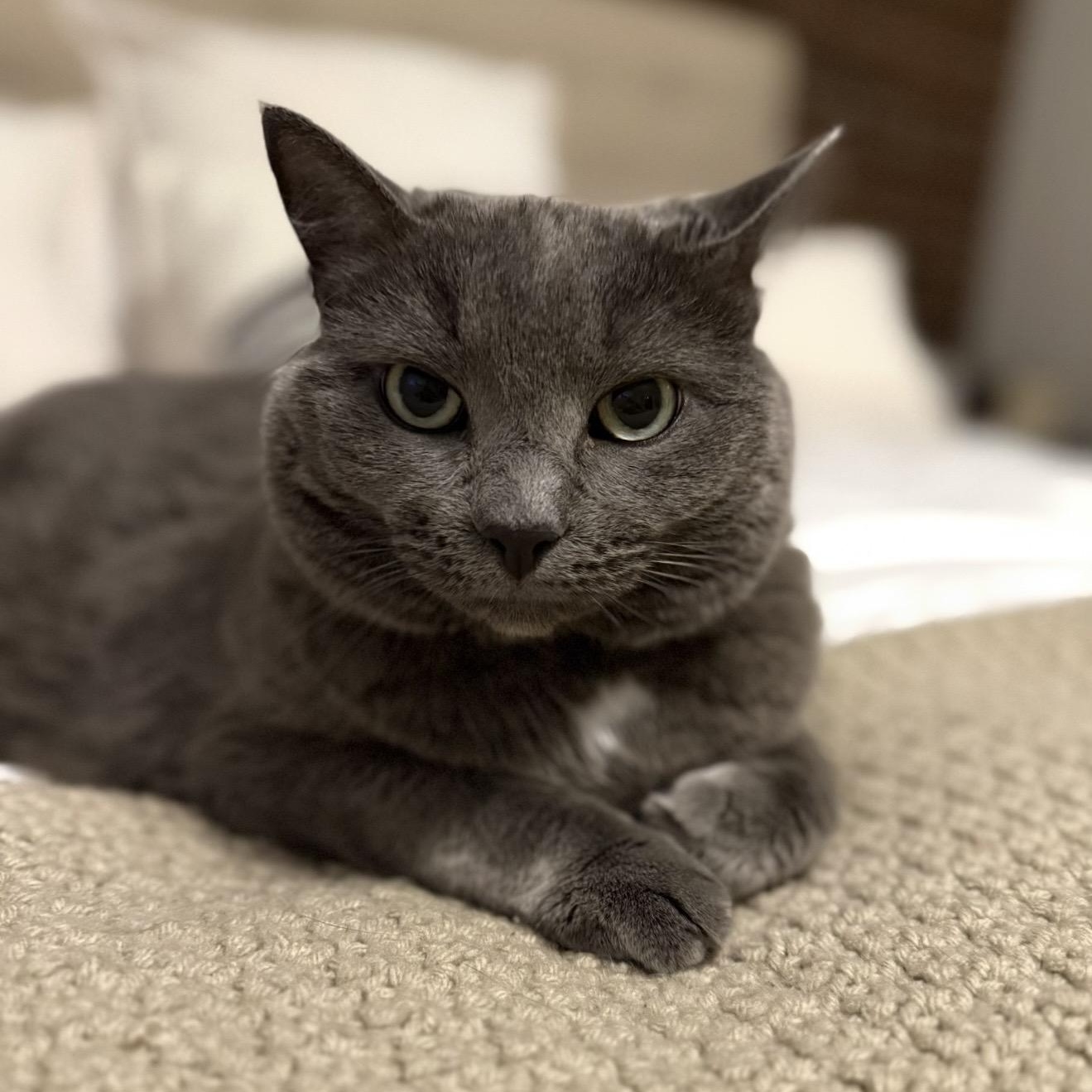 Enlarge Lola, a Adoptable Domestic Short Hair in Braintree, MA image 1/4