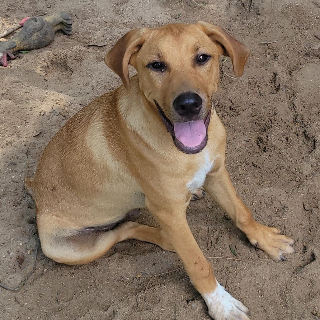 Enlarge Winston, a Adoptable Mixed Breed in Jena, LA image 2/4