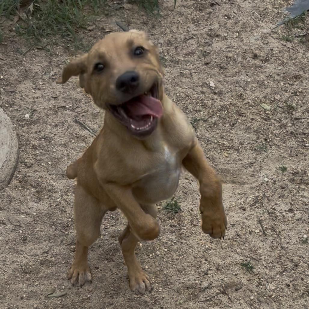 Enlarge Winston, a Adoptable Mixed Breed in Jena, LA image 3/4