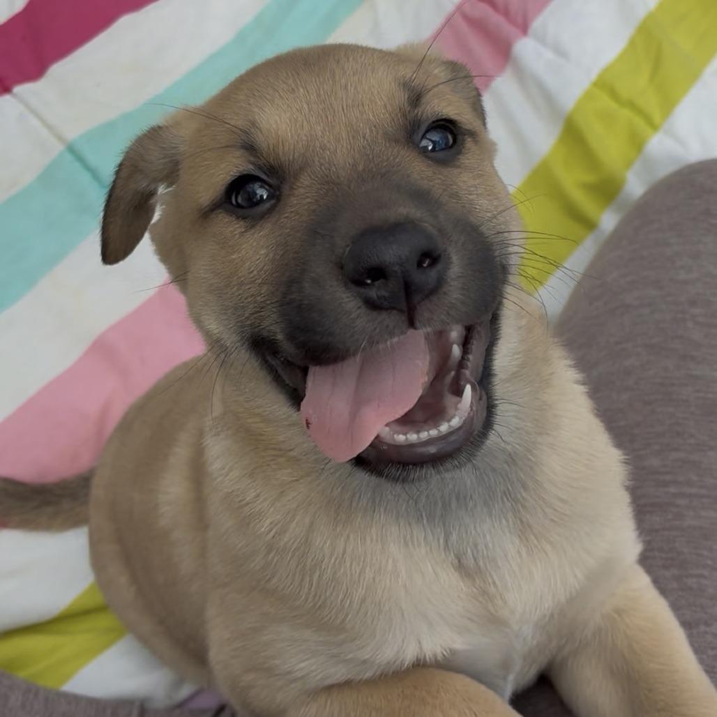 Enlarge Winston, a Adoptable Mixed Breed in Jena, LA image 4/4