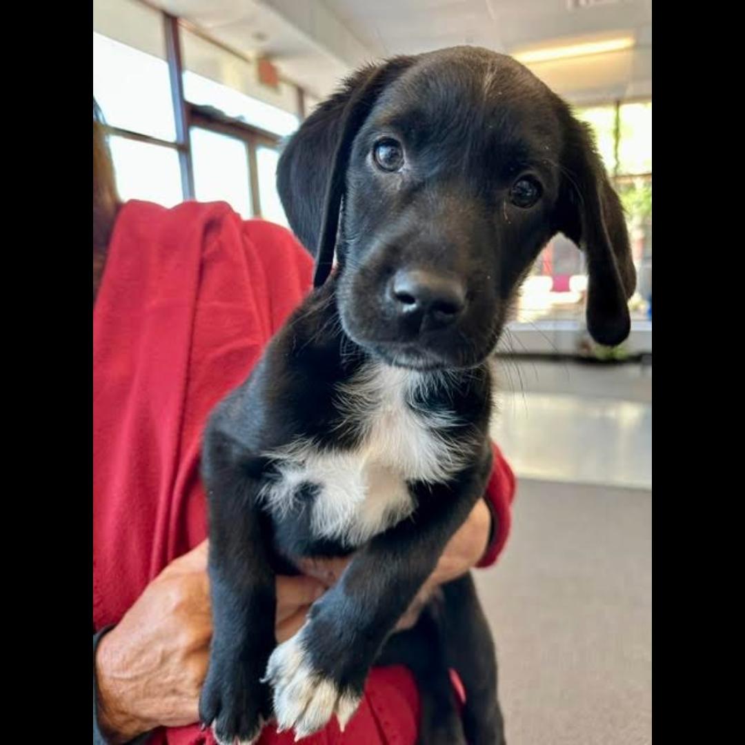 Dali, an adopted mixed breed in Midlothian, VA image 1/6