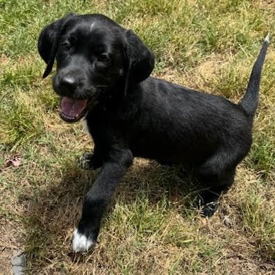 Dali, an adopted mixed breed in Midlothian, VA image 5/6