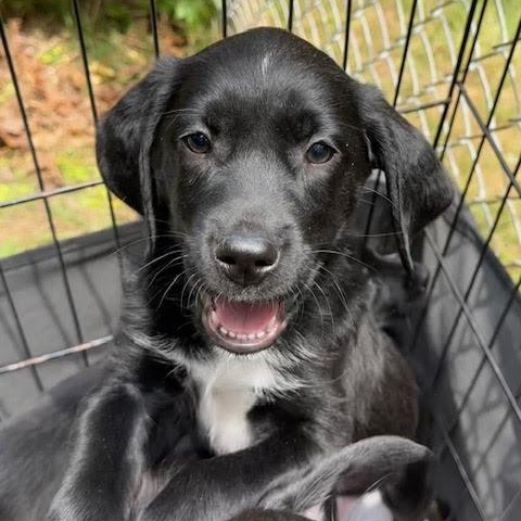 Dali, an adopted mixed breed in Midlothian, VA image 2/6