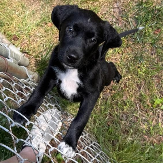 Dali, an adopted mixed breed in Midlothian, VA image 6/6