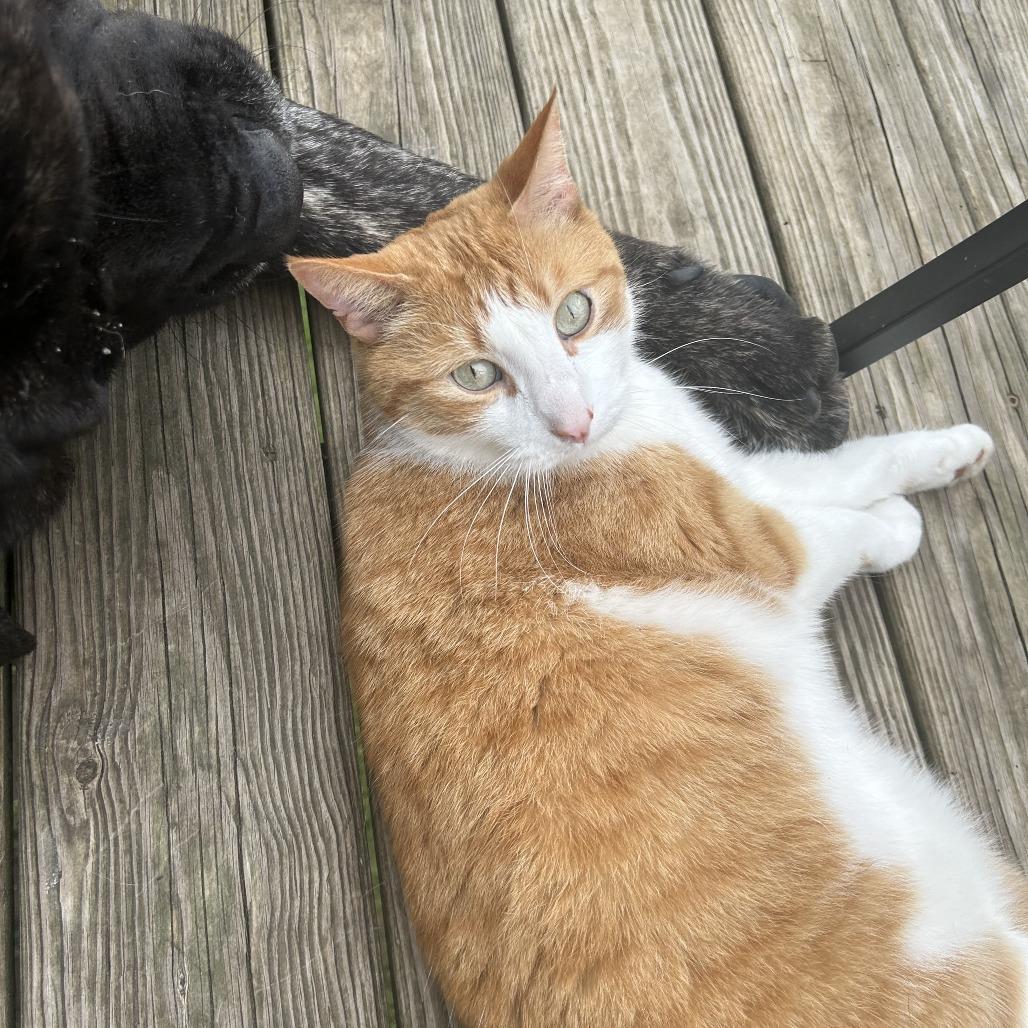 Sunny, Adoptable, Adult Male Domestic Short Hair.