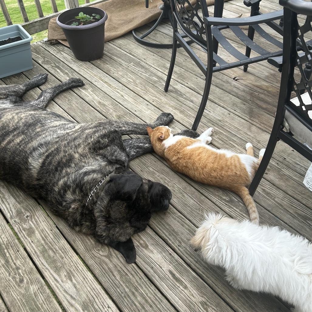 Enlarge Sunny, a Adoptable Domestic Short Hair in Rochester, MN image 2/3