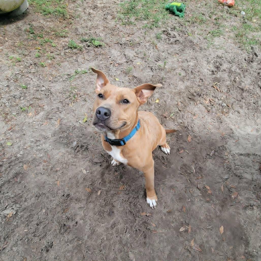 Jessie, a ADOPTABLE mixed breed in Umatilla, FL image 4/6