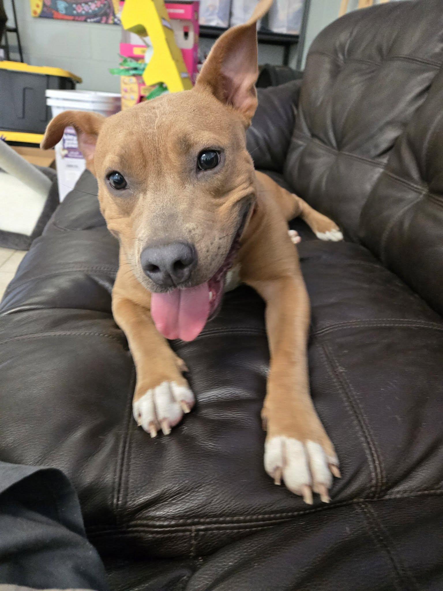 Jessie, a ADOPTABLE mixed breed in Umatilla, FL image 6/6