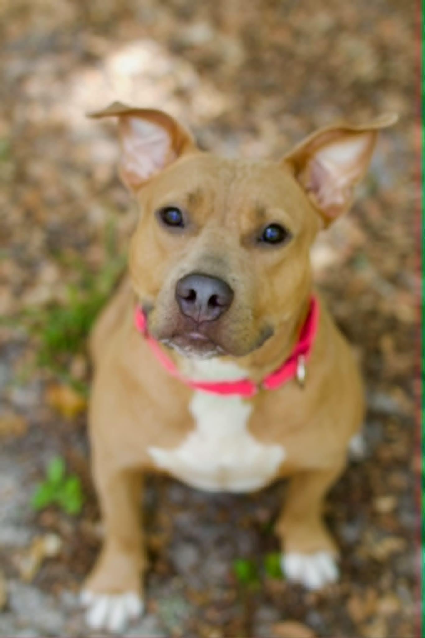 Jessie, a ADOPTABLE mixed breed in Umatilla, FL image 1/6