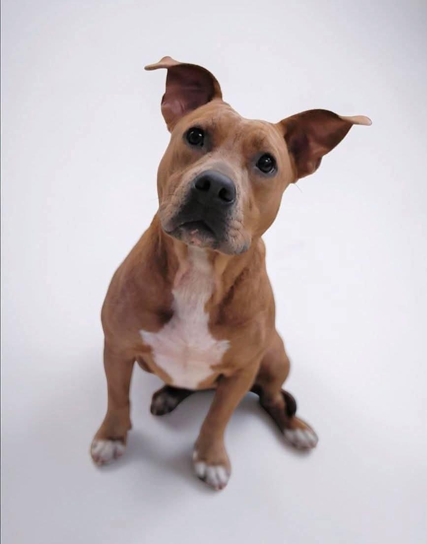 Jessie, a ADOPTABLE mixed breed in Umatilla, FL image 2/6