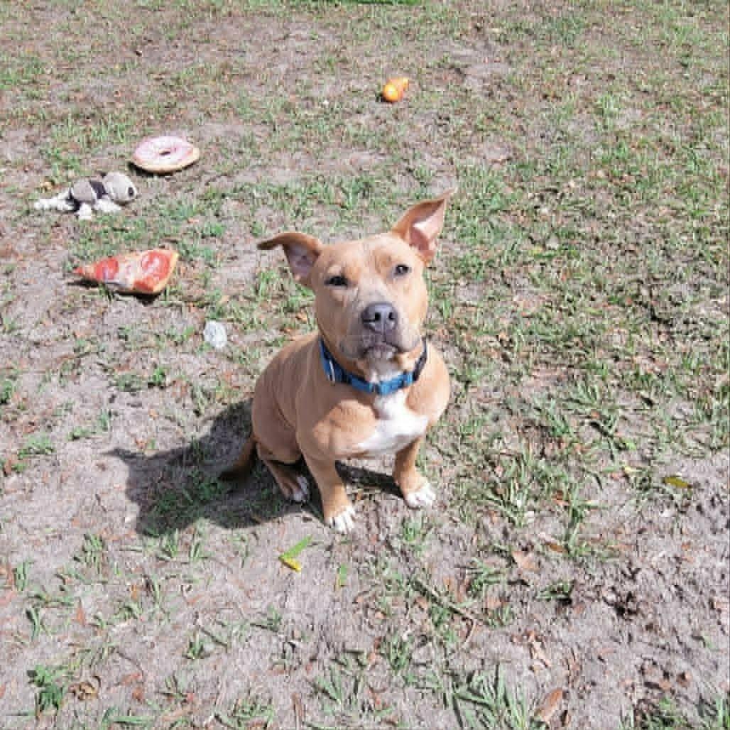 Jessie, a ADOPTABLE mixed breed in Umatilla, FL image 3/6