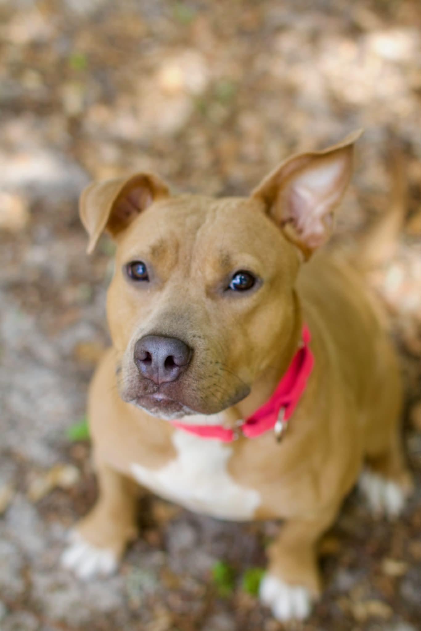 Jessie, a ADOPTABLE mixed breed in Umatilla, FL image 5/6