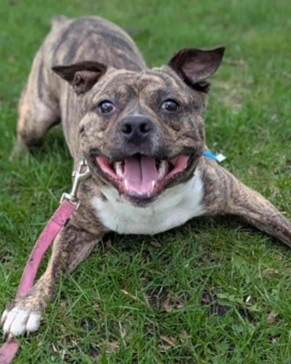 Bruno, Adoptable, Young Male Cattle Dog & Pit Bull Terrier.