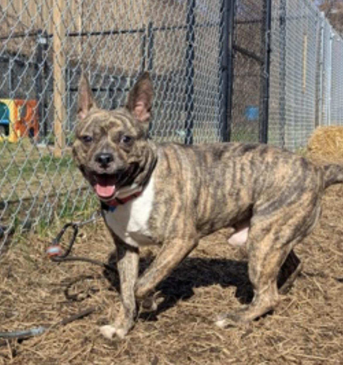 Bruno, a Adoptable mixed breed in Ontario, NY image 2/3