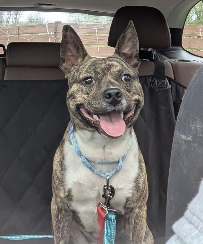 Bruno, a Adoptable mixed breed in Ontario, NY image 3/3