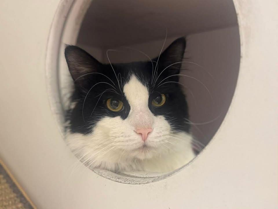 Poe, Adoptable, Young Male Domestic Medium Hair.