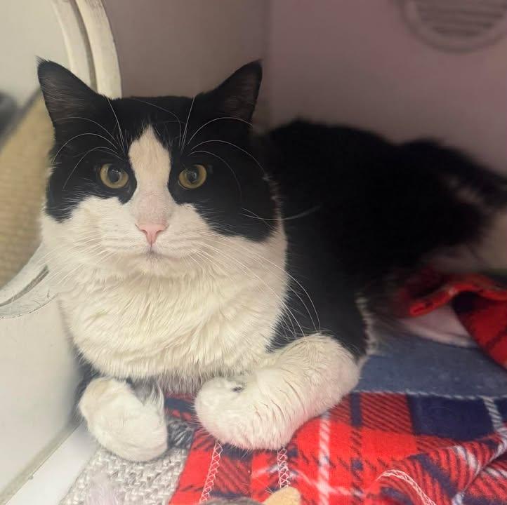 Poe, a Adoptable Domestic Medium Hair in Stamford, CT image 2/2