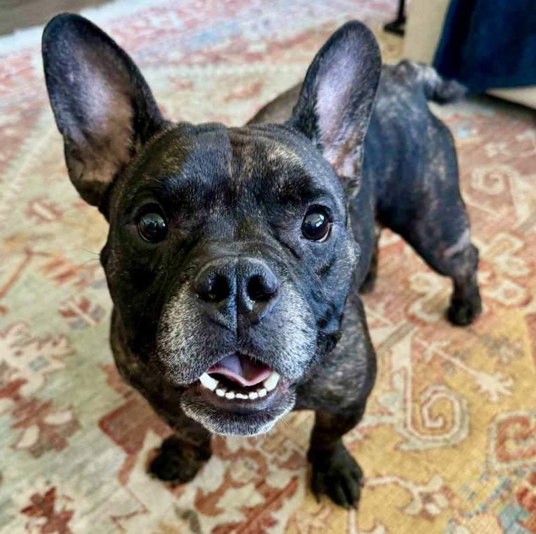 Enlarge Brewster, an adopted mixed breed in Mead, CO image 1/1