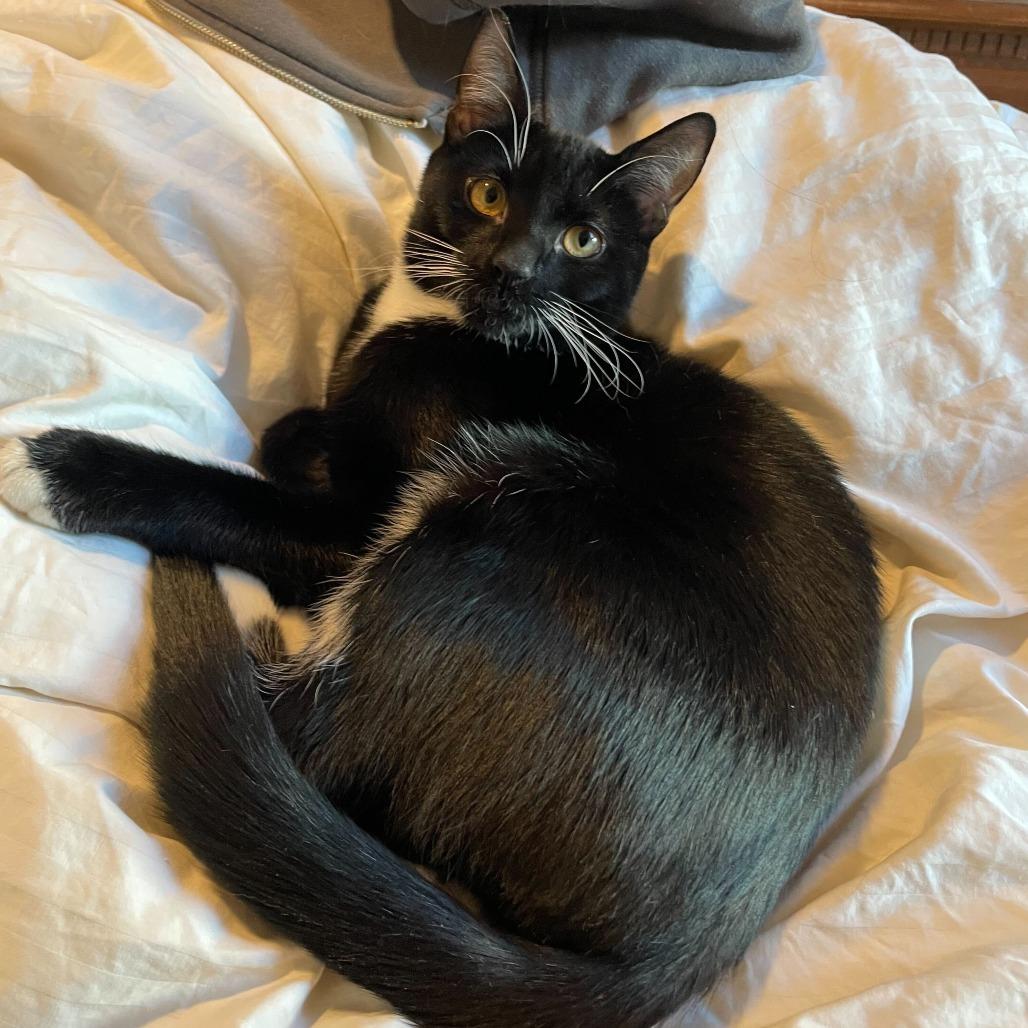 Honey Bunches of Oats, Adoptable, Young Male Domestic Short Hair.