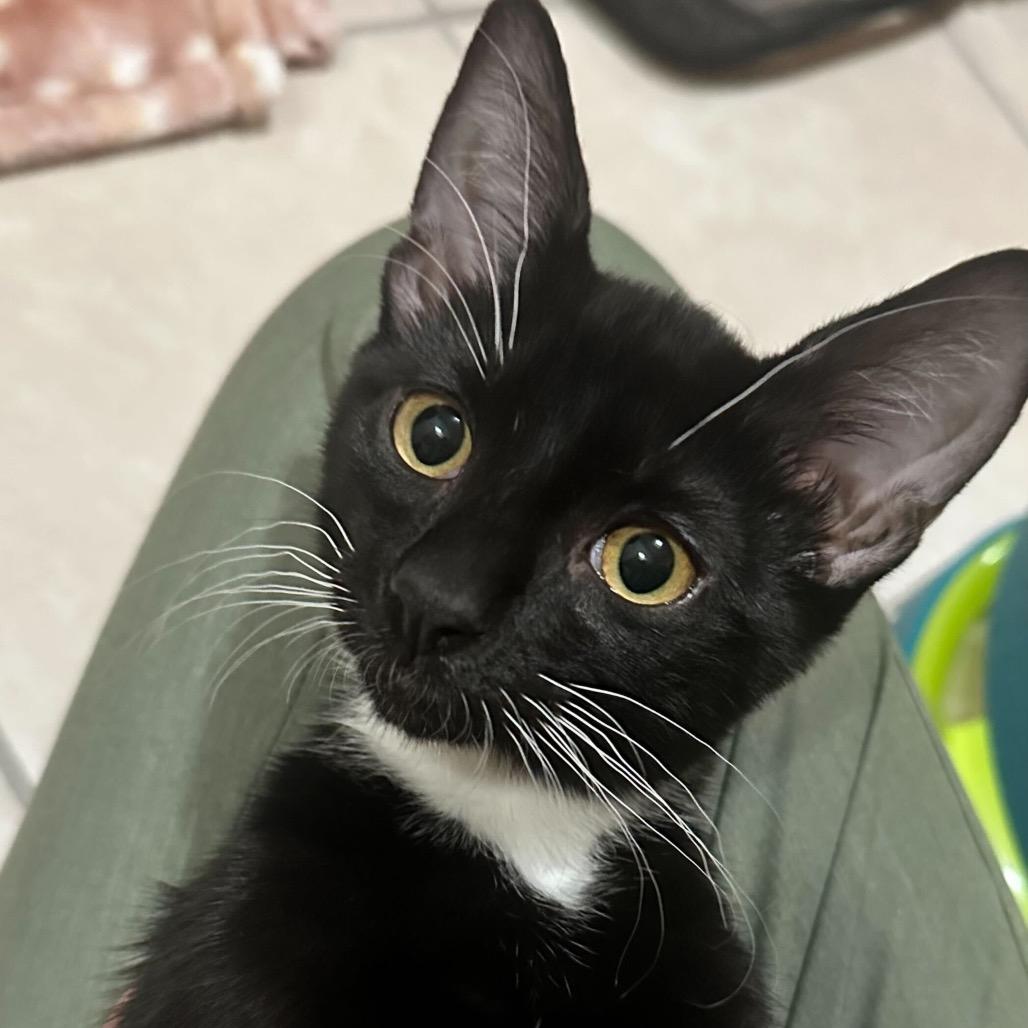 Honey Bunches of Oats, Adoptable, Young Male Domestic Short Hair.