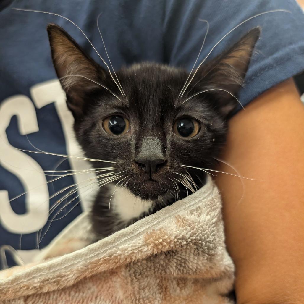 Enlarge Honey Bunches of Oats, a Adoptable Domestic Short Hair in New York, NY image 3/6