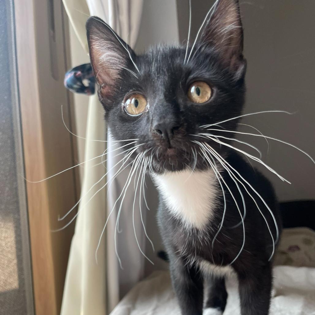 Enlarge Honey Bunches of Oats, a Adoptable Domestic Short Hair in New York, NY image 4/6