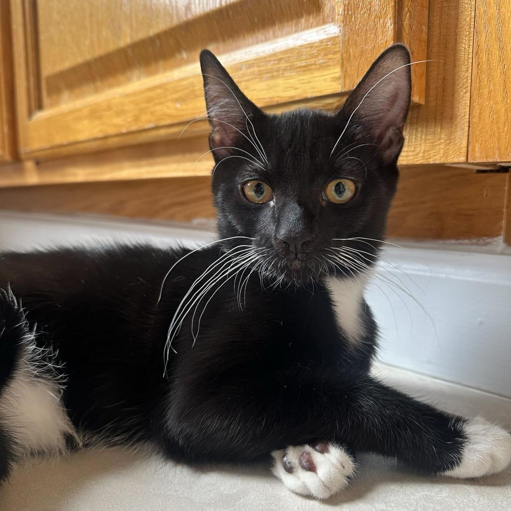 Enlarge Honey Bunches of Oats, a Adoptable Domestic Short Hair in New York, NY image 5/6