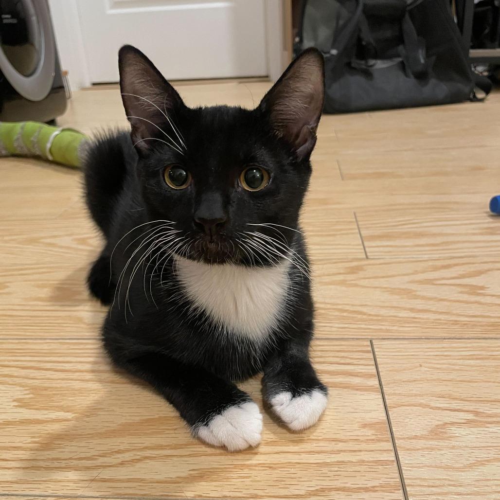 Enlarge Honey Bunches of Oats, a Adoptable Domestic Short Hair in New York, NY image 6/6