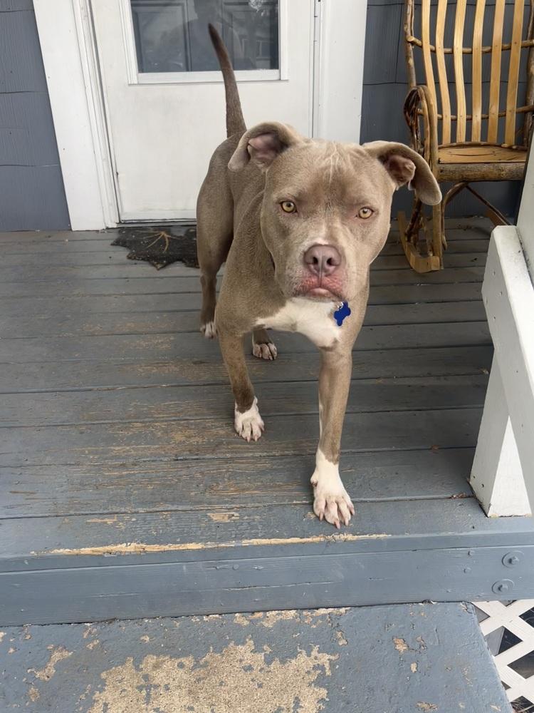 Salem, Adoptable, Adult Male American Staffordshire Terrier & Mixed Breed.