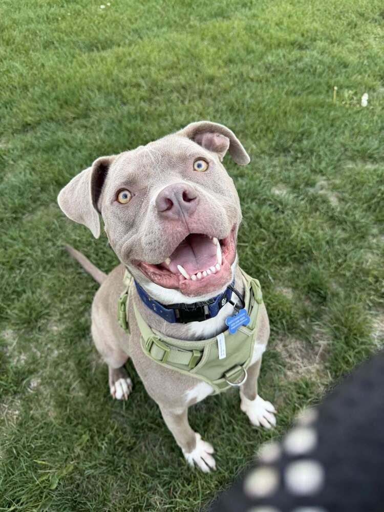 Enlarge Salem, a Adoptable mixed breed in Colorado Springs, CO image 2/6